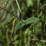 Hypericum montanum Blatt