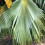 Pritchardia martii Hoja