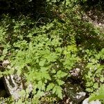 Chaerophyllum nodosum Natur