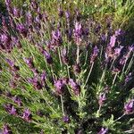 Lavandula pedunculata Blatt