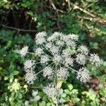 Angelica sylvestrisFlower