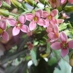 Kalanchoe aromatica Flower