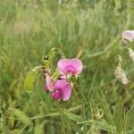 Lathyrus sylvestrisFlower