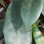 Ficus cyathistipula Blatt