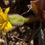 Hedypnois rhagadioloides 花