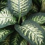 Dieffenbachia seguine Natur