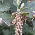 Garrya elliptica Leaf