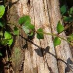 Torenia crustacea Leaf