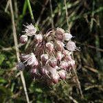 Allium suaveolens 花