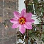 Dahlia merckii Flower