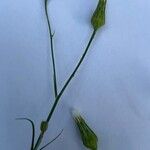 Crepis pulchra Kvet