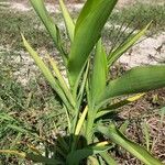 Canna flaccida Leaf