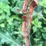 Capsella bursa-pastoris Vrucht