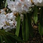 Rhododendron × geraldii Flower