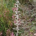 Echium italicum Συνήθη χαρακτηριστικά