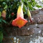 Brugmansia sanguinea Flor
