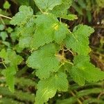 Ribes magellanicum Hoja