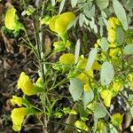 Diphysa americana ᱛᱟᱦᱮᱸ