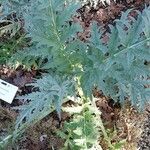 Cynara scolymus ഇല