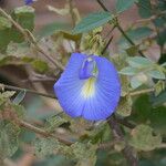 Clitoria ternateaFloro