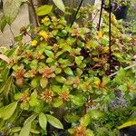 Lysimachia congestiflora Folha