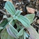Diatelia tuberaria Likasa