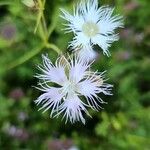 Dianthus monspessulanus Blüte