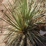 Yucca glauca Лист