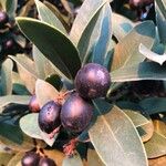 Acokanthera oblongifolia Fruit