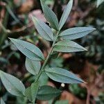 Ruscus aculeatus Leaf