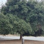 Quercus ilex Celota