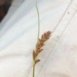 Blysmus compressus Fula