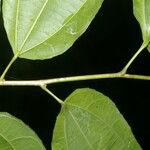 Cleidion castaneifolium Leaf