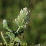 Trifolium sylvaticum Квітка