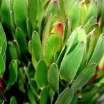 Leucadendron laureolum Foglia