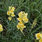 Linaria angustissima Blomst