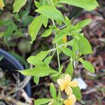 Barleria prionitis Hoja