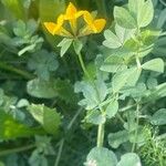 Lotus corniculatus موطن