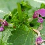 Lamium maculatum 果實