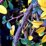 Cotoneaster dammeri പുറംതൊലി
