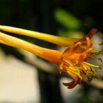 Lonicera sempervirens Flower