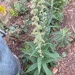 Artemisia douglasiana Blad