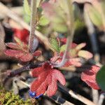 Veronica triphyllos Leaf