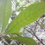 Buchenavia guianensis Feuille