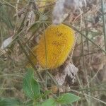 Cucumis dipsaceus Fruit