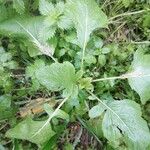 Brassica juncea पत्ता