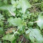 Brassica juncea Blatt