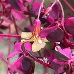 Oxalis spiralis Flower