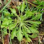 Erigeron bonariensis Лист