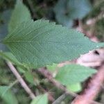 Galeopsis tetrahit Blad